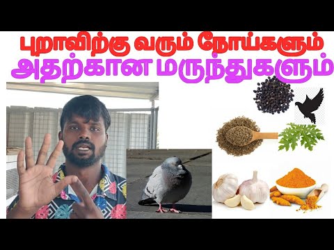 புறாவிற்கு வரும் நோய்களும் அதற்கான மருந்துகளும் Pigeon all disease Treatment in #tamil #petsworld